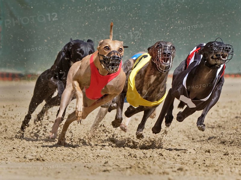 Greyhound race