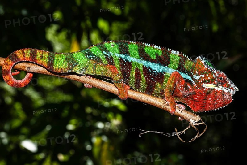 Male panther chameleon