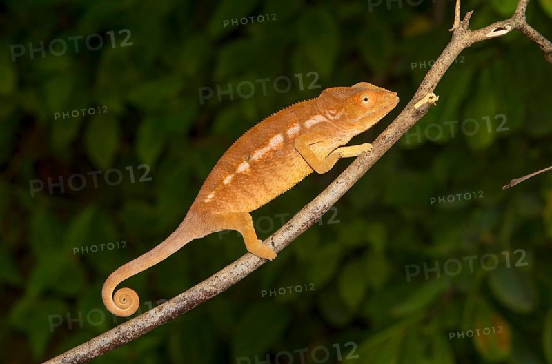 Panther chameleon