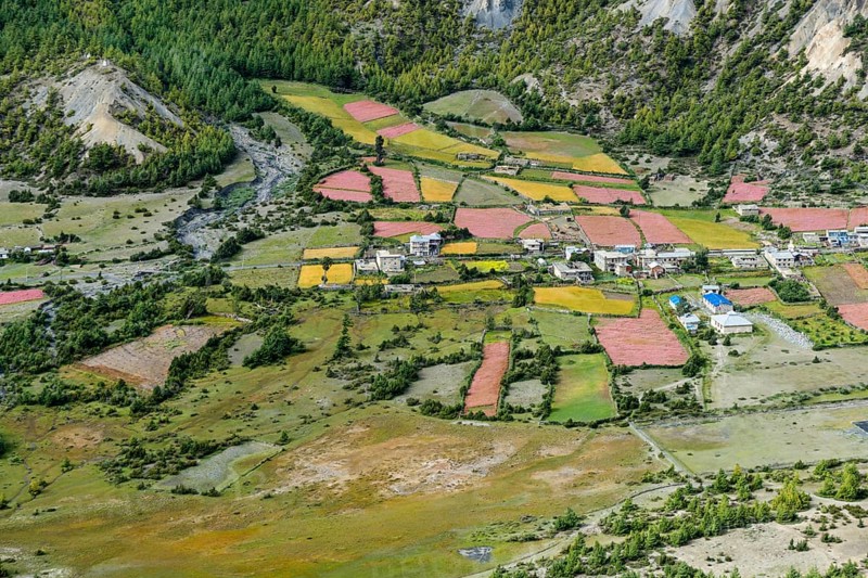Agricultural landscape with blossoming pink buckwheat fields with Humde village