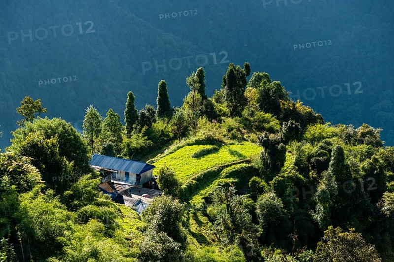 View on landscape with green rice fields and farmer house