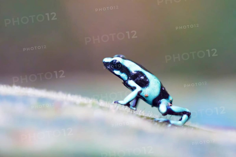 Green and black poison dart frog