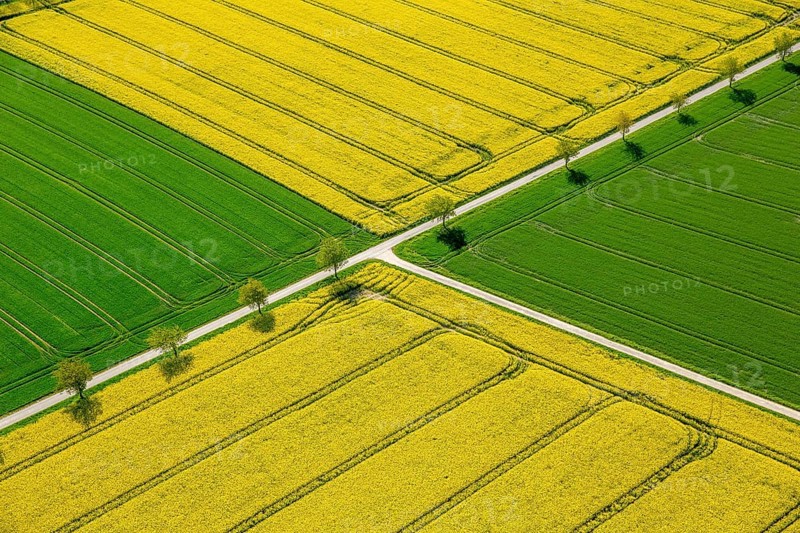 Rape fields on the city boundary between Warstein-Belecke and Anrochte-Erwitte