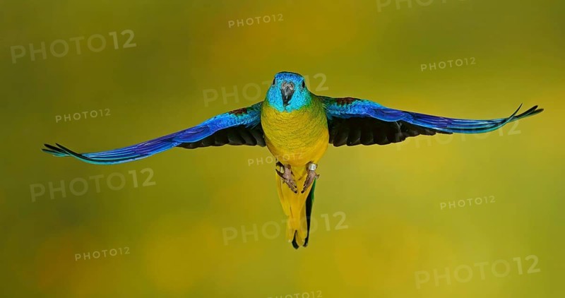 Turquoise parrot