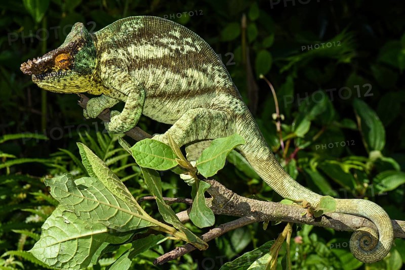 Parson's chameleon