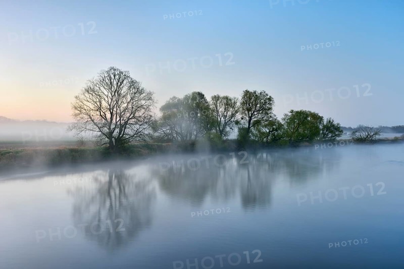 Trees in the fog on the shore at dawn