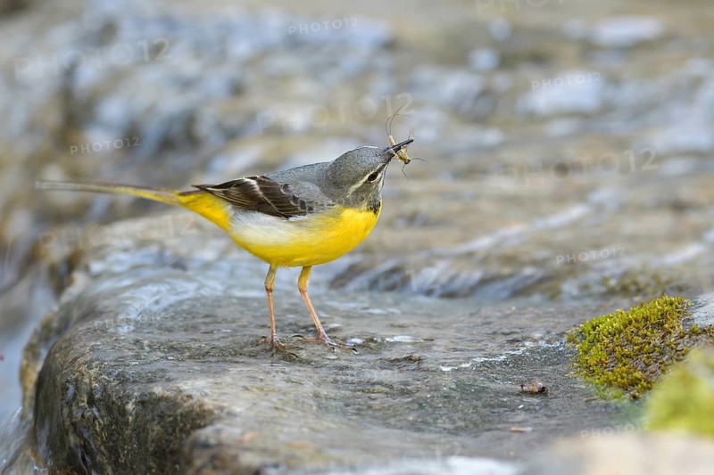 Grey wagtail