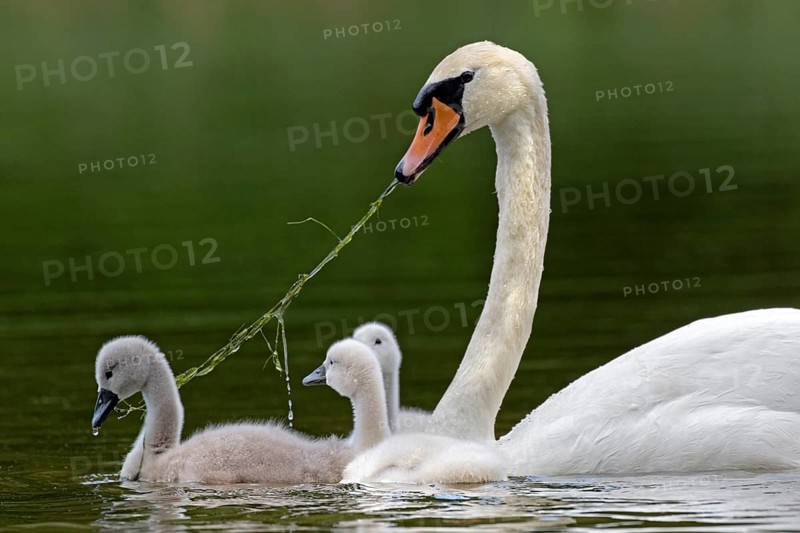 Mute swan with chicks