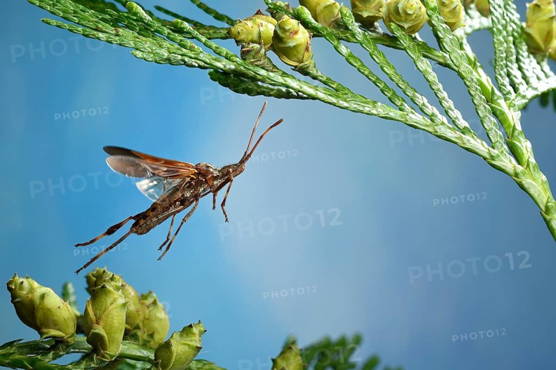 Western conifer seed bug