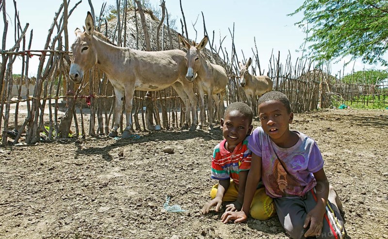 Boys and donkeys in front of mud hut