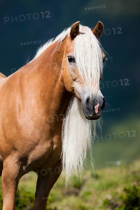 Haflinger with long mane on the alp