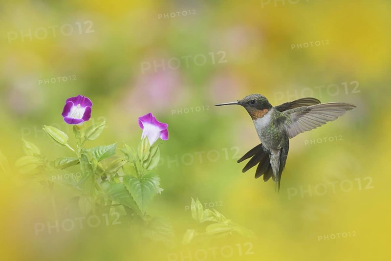 Ruby-throated Hummingbird