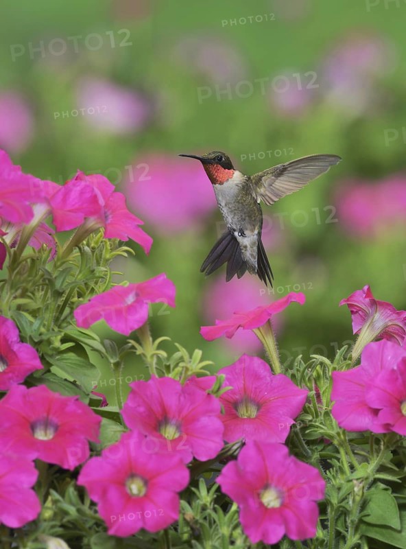 Ruby-throated Hummingbird