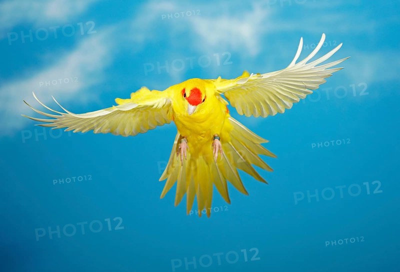 Red-crowned parakeet or red-fronted parakeet