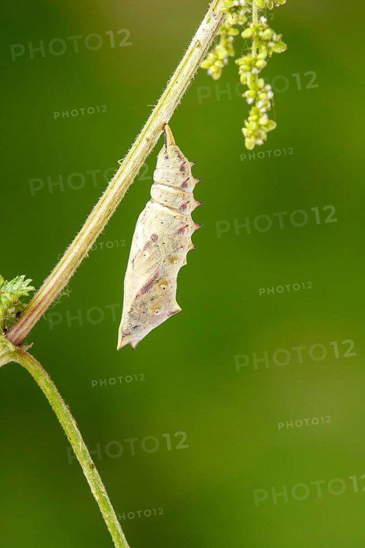 Caterpillar in chrysalis