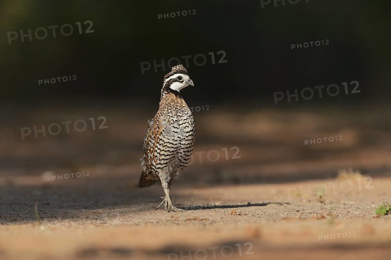 Northern Bobwhite