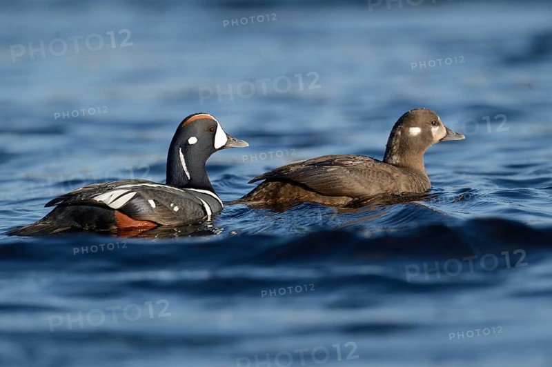 Harlequin ducks