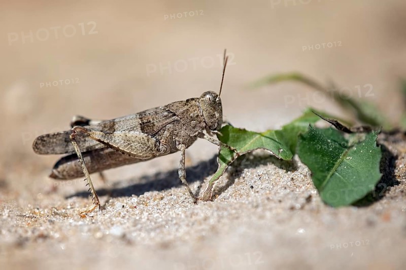 Blue-winged grasshopper