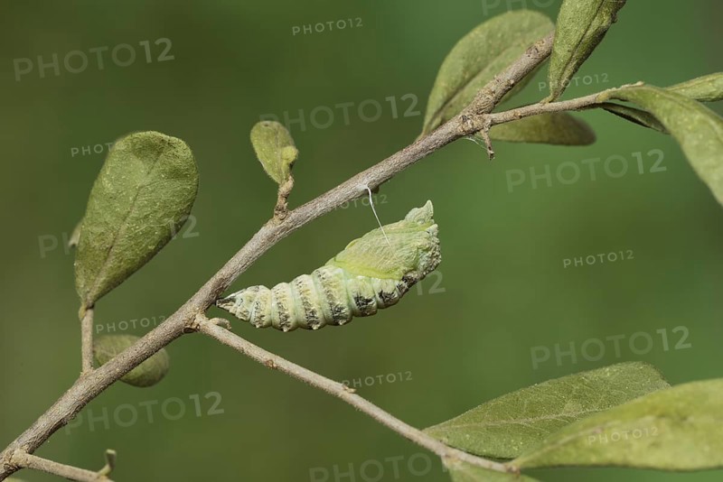 Black Swallowtail
