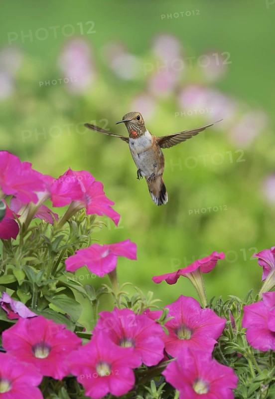 Rufous Hummingbird