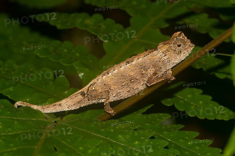 Amber Mountain leaf chameleon