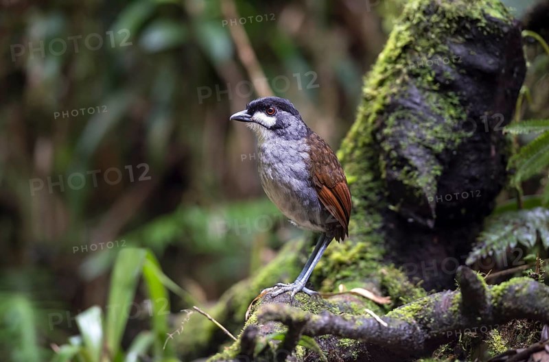 The jocotoco antpitta