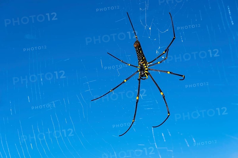 Golden Silk Orb-Weavers