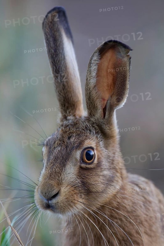 Brown hare