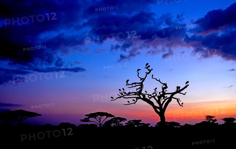 White Storks