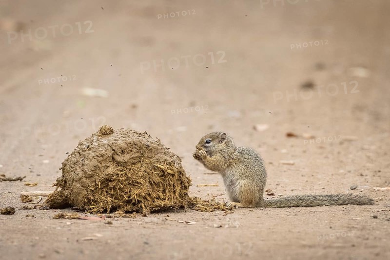 Smith's bush squirrel