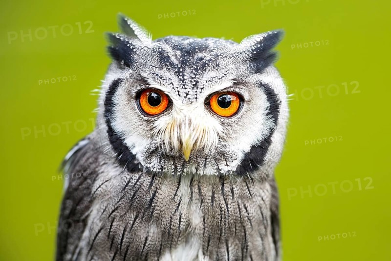 Southern white-faced owl