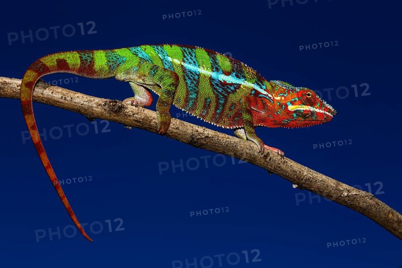 Male panther chameleon