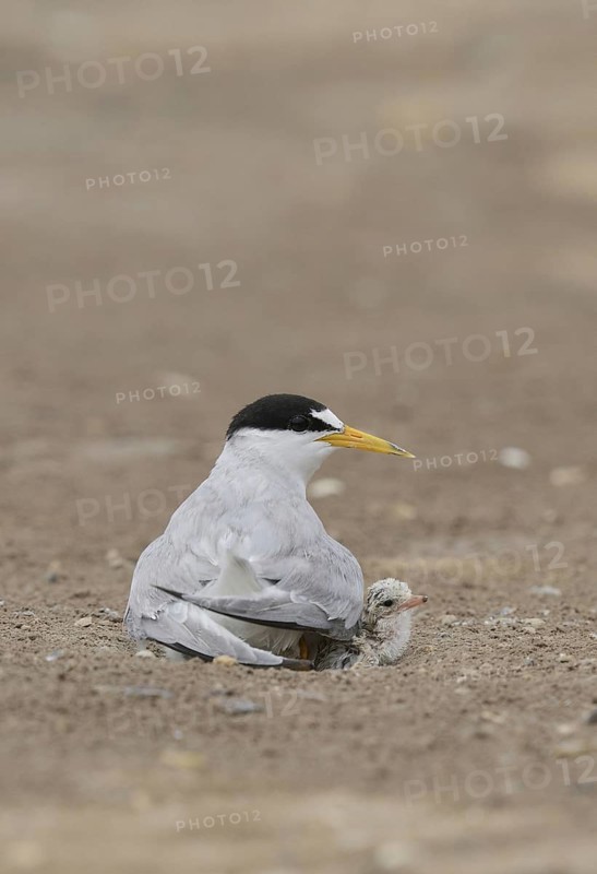 Least Terns