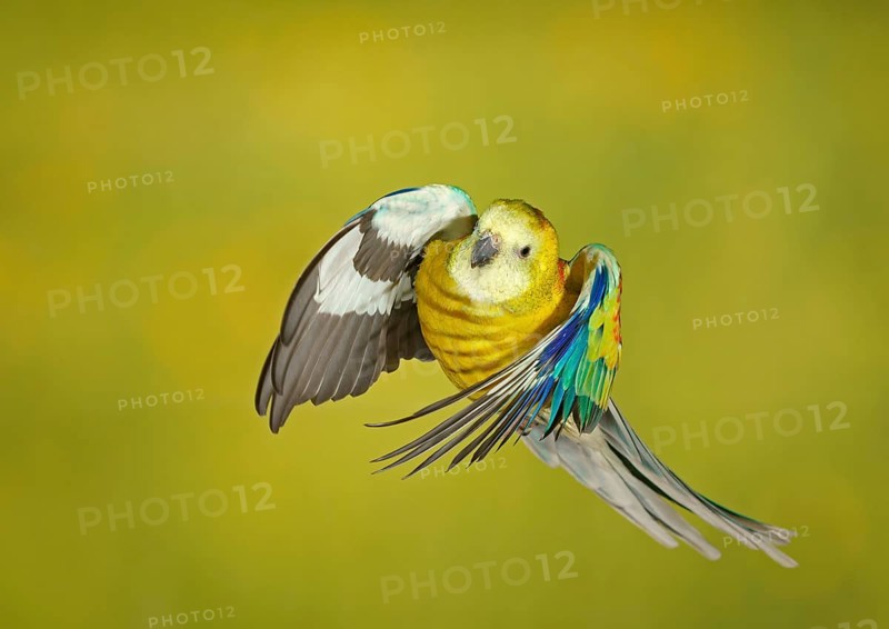 Red-rumped parrot