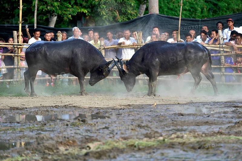 Two water buffalos