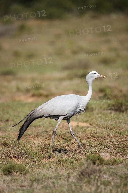 Blue crane