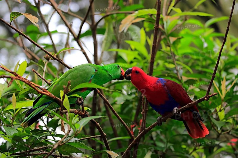 Eclectus Parrot
