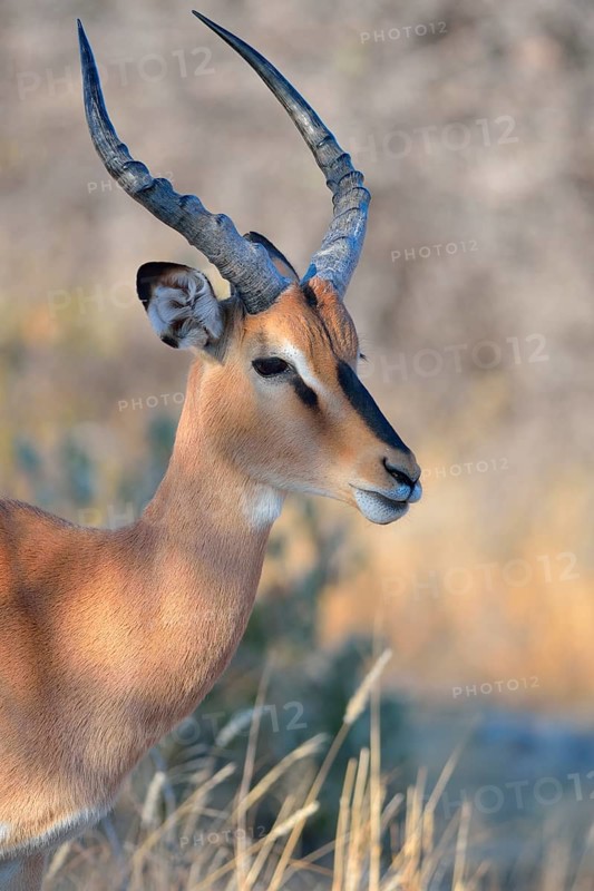 Black-faced Impala