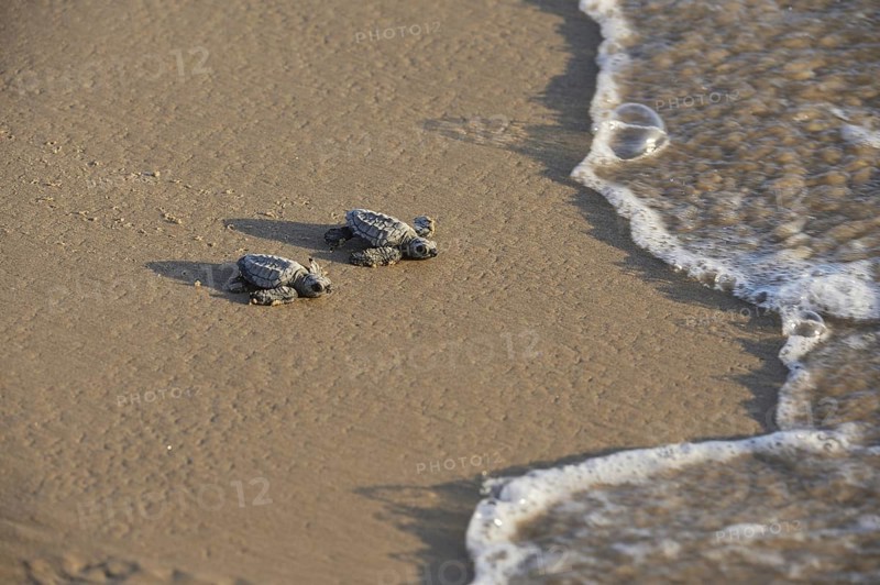 Kemp's Ridley Sea Turtle