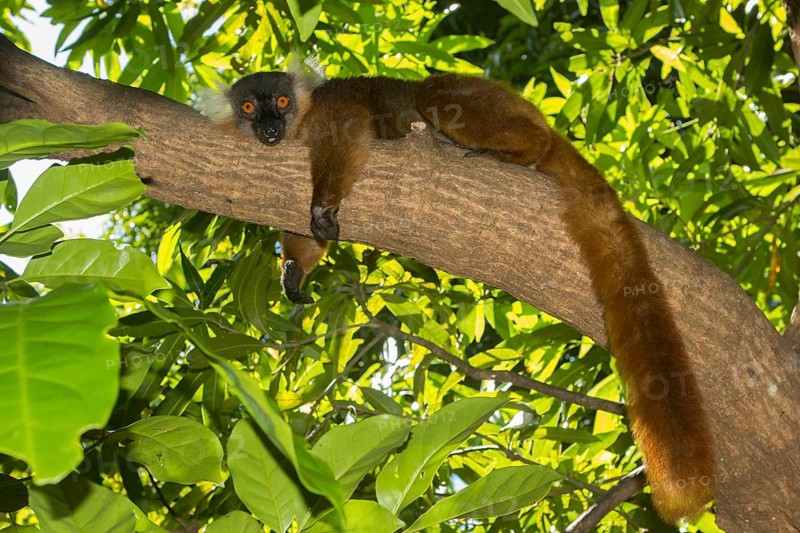 Black lemur