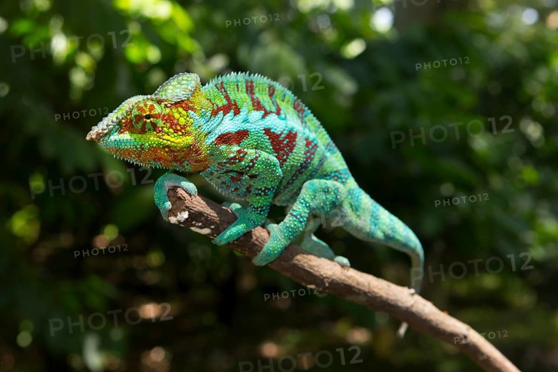 Panther chameleon