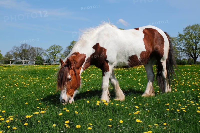 Tinker race horse