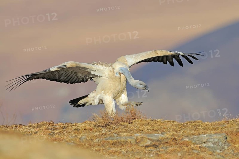 Cape vultures