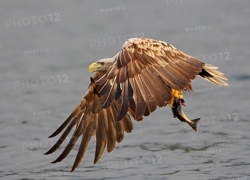 White-tailed eagle