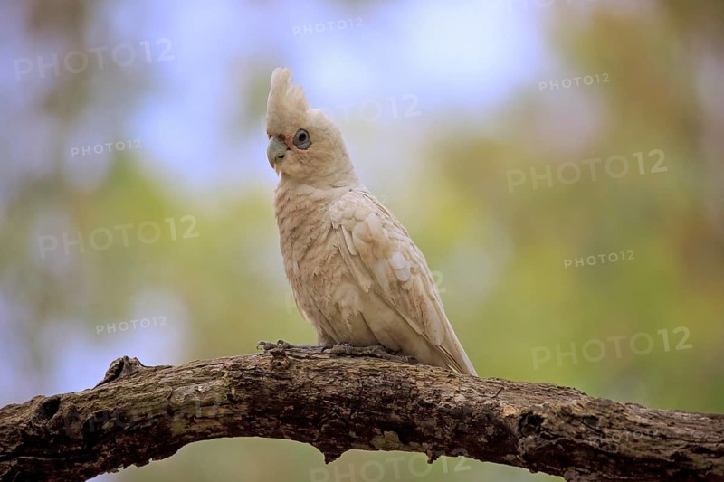 Little Corella