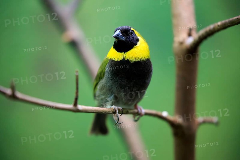 Cuban Finch