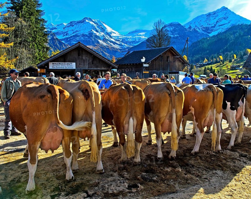 Simmental cows at a cattle show