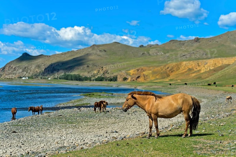 Herd of horses on the Orchon River
