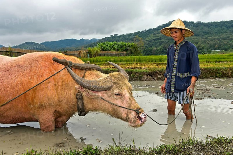Rice farmer and water buffalo standing knee-deep in mud in a rice field