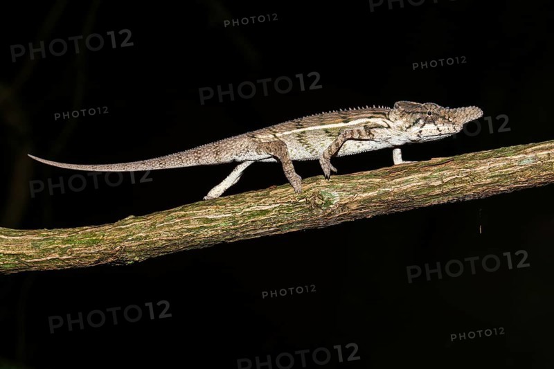 Male rhino chameleon